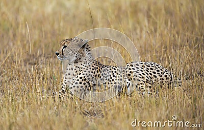 Cheetah sitting in a dry grass at Masai Mara, Kenya Stock Photo
