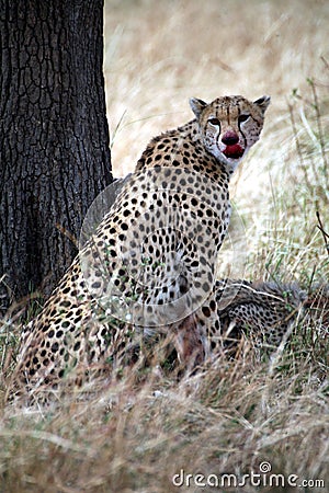 Cheetah sitting in the grass Stock Photo