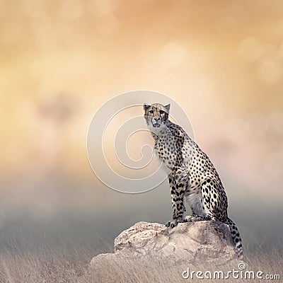 Cheetah sitting on a rock Stock Photo