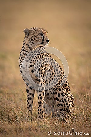 Cheetah sitting in sunlit savannah facing right Stock Photo