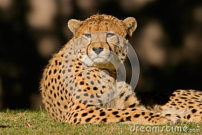 Cheetah, South Africa Stock Photo