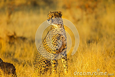 Cheetah South Africa Stock Photo