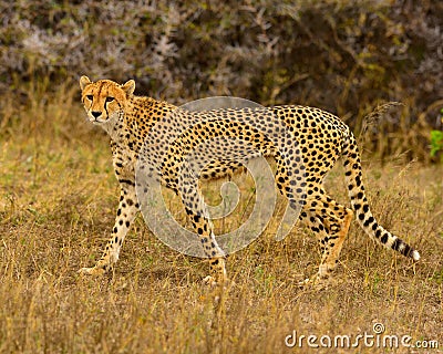 Cheetah south africa Stock Photo