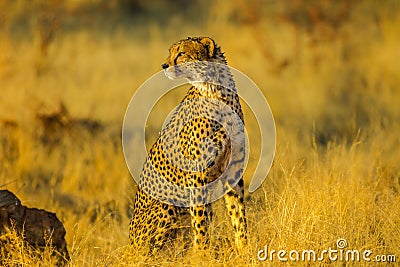 Cheetah South Africa Stock Photo