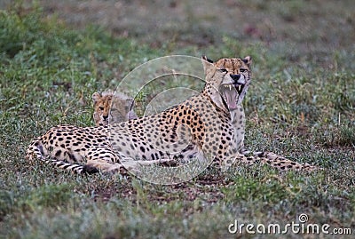 Cheetah / South Africa. Stock Photo