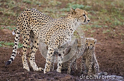 Cheetah / South Africa. Stock Photo