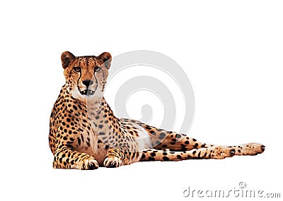 Cheetah spotted isolated at white Stock Photo