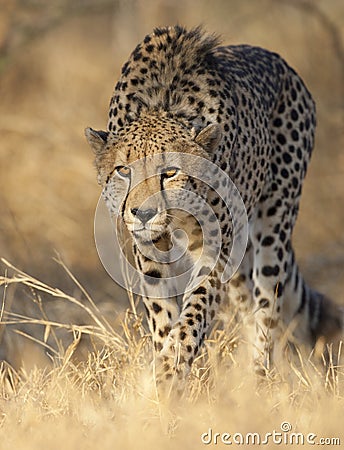 Cheetah stalking Stock Photo