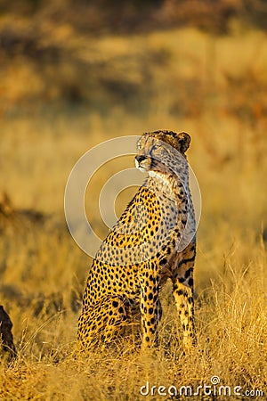 Cheetah standing in Africa Stock Photo