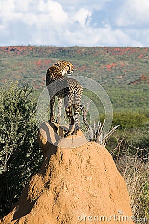 Cheetah standing on Termite Mound Stock Photo