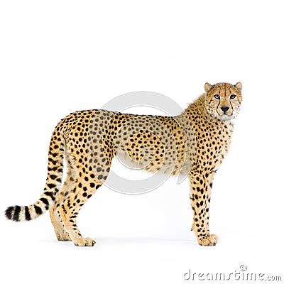 Cheetah standing up Stock Photo