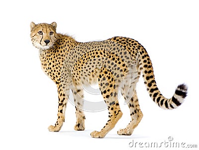 Cheetah standing up Stock Photo