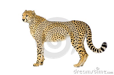 Cheetah standing up Stock Photo