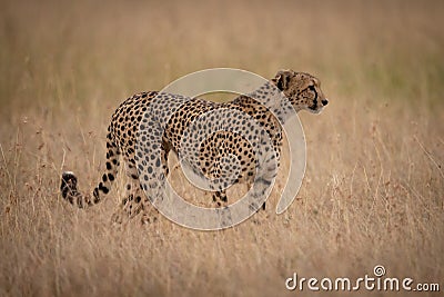 Cheetah stands staring right in long grass Stock Photo