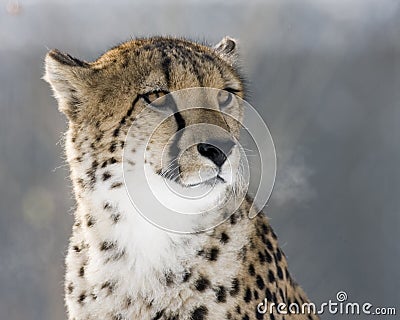 Cheetah Stare Stock Photo