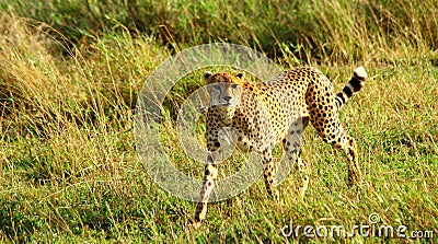 Cheetah Stare Down Stock Photo