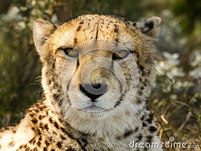Cheetah Stare II Stock Photo