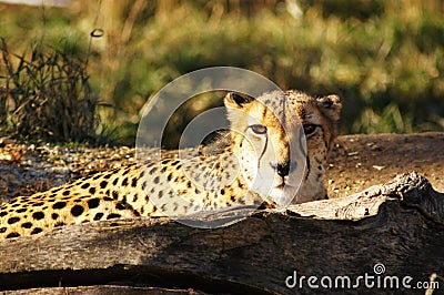 Cheetah Stare Stock Photo
