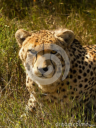 Cheetah Stare Stock Photo