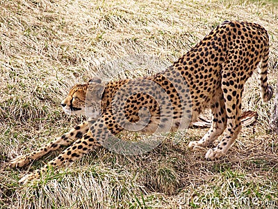 Cheetah Stretching Stock Photo