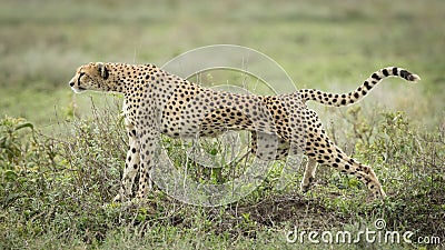 Cheetah stretching, Serengeti, Tanzania Stock Photo