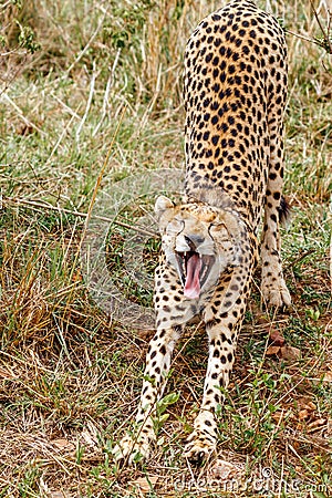 Cheetah stretching and yawning Stock Photo