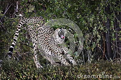 Cheetah stretching and yawning, Kenya Stock Photo
