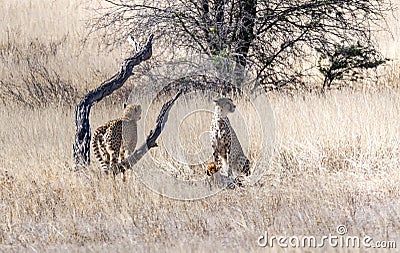 Cheetah Trio Stock Photo