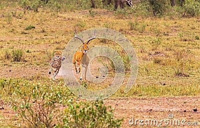 Photo series: Cheetah hunting for big Impala. The very fast episode. Masai Mara, Kenya Stock Photo