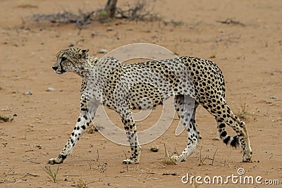 cheetah walking on desert sand Stock Photo