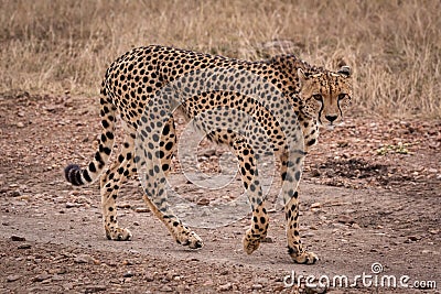 Cheetah walking on rocky track in savannah Stock Photo