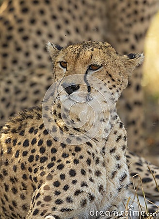Cheetah watching curiously at Masai Mara, Kenya Stock Photo