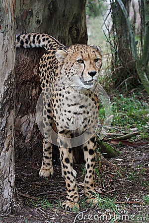 Cheetah Wild Cat Stock Photo