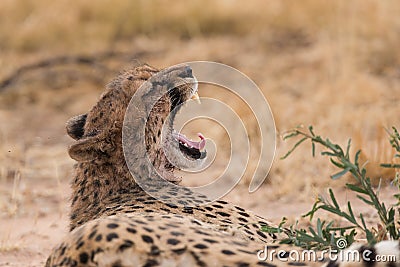 Cheetah yawn after eating Stock Photo