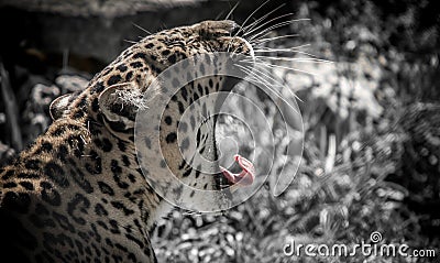 Cheetah Yawn at the Zoo Stock Photo