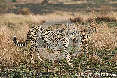 Cheetahs Stock Photo