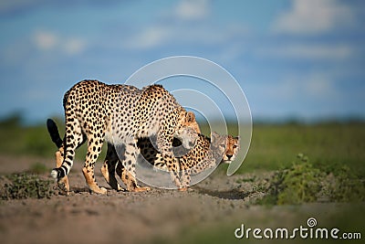 Cheetahs, Acinonyx jubatus, sitting in high grass in savanna, staring directly at camera. Wildlife scene. Typical savanna Stock Photo