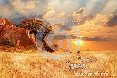 Cheetahs in the African savanna against the backdrop of beautiful sunset. Serengeti National Park. Stock Photo