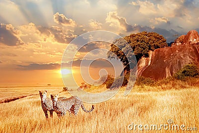 Cheetahs in the African savanna against the backdrop of beautiful sunset. Serengeti National Park. Tanzania. Africa Stock Photo