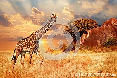 Cheetahs in the African savanna against the backdrop of beautiful sunset. Serengeti National Park. Tanzania. Africa. Stock Photo