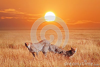 Cheetahs in the African savannah at sunset. Wildlife of Africa Stock Photo