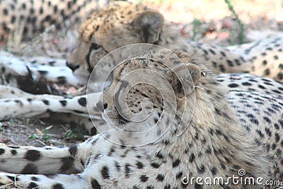Cheetahs Stock Photo