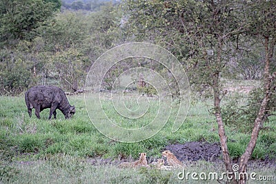 Cheetahs in a drainage line looking at a Buffalo Stock Photo