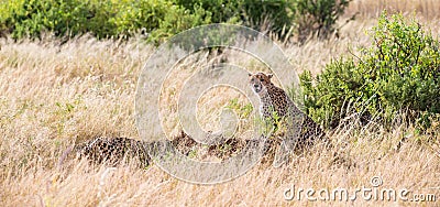 Cheetahs eating in the middle of the grass Stock Photo