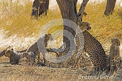 Cheetahs in Kalahari Desert Stock Photo