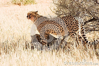 Cheetahs in the Kgalagadi, South Africa Stock Photo