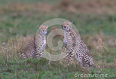 cheetahs of masaimara captured in my last trip to Masaim Stock Photo
