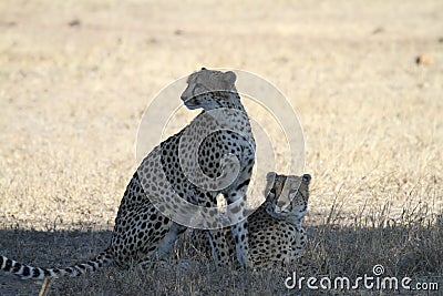 Cheetahs Stock Photo