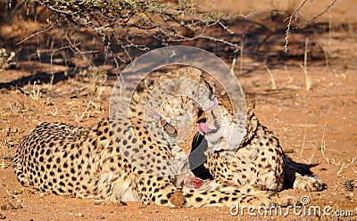 Cheetahs with tracking collars Stock Photo