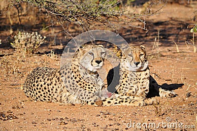 Cheetahs with tracking collars Stock Photo